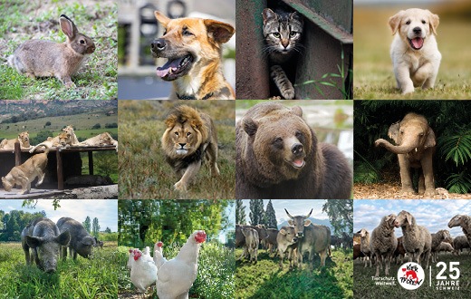 25 Jahre VIER PFOTEN in der Schweiz