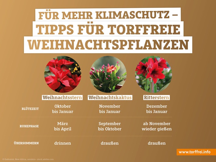 Weihnachtspflanzen richtig übersommern lassen