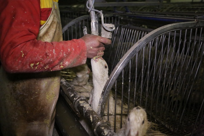 Le Conseil des États approuve le contre-projet indirect à l’initiative foie gras amélioré