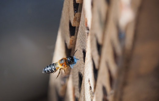 Plastikverschmutzung schädigt Bienen