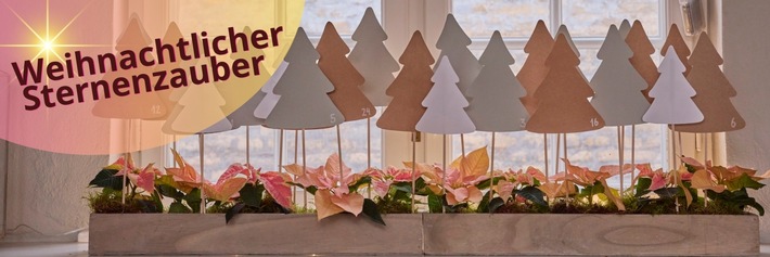 Weihnachtlicher Sternenzauber: Advents- und Christbaumdekorationen mit Weihnachtssternen