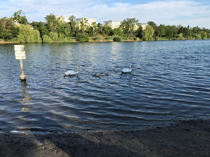 Schwanenfamilie auf dem Wasser