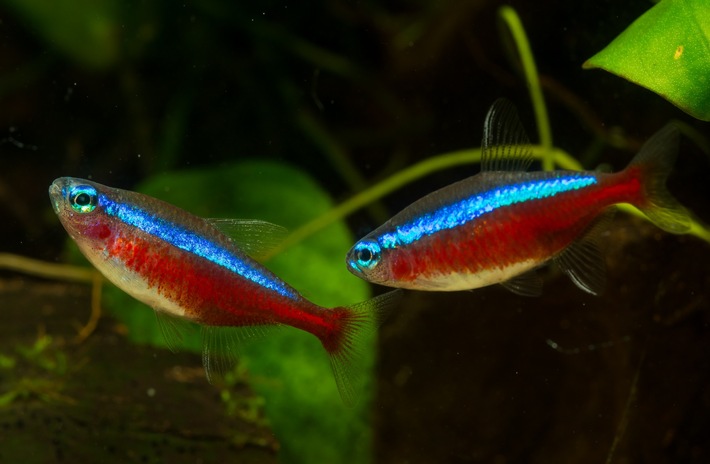 Tag der Fische am 22. August: Ein Aquarium braucht Wissen und Geduld: Diese 5 Fehler sollten Einsteiger vermeiden