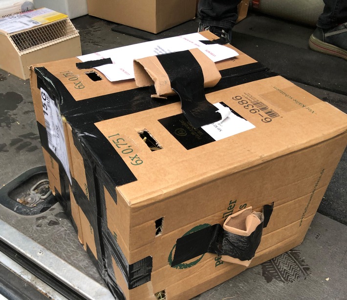 Nicht artgerecht verpackt waren die Tiere, die die Polizei in Kartons verpackt in einem Transporter in Gelsenkirchen gefunden hat. Foto: Polizei Gelsenkirchen