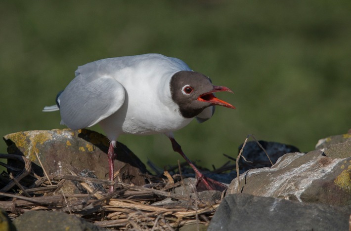 Lachmöwe verteidigt ihr Nest - ARchivfoto Komitee gegen den Vogelmordf eV.jpg