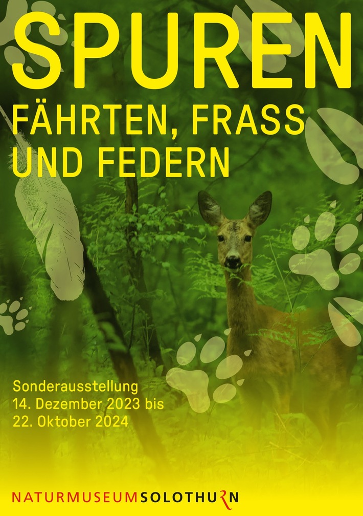 Neue Sonderausstellung "Spuren – Fährten, Frass und Federn" im Naturmuseum Solothurn