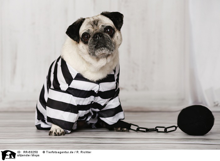 Fasnacht, aber bitte ohne Hundetracht (BILD)