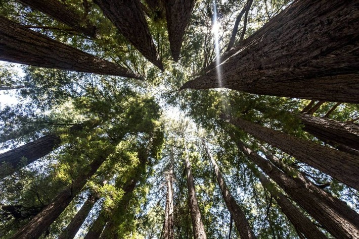 State Parks und Beaches in Santa Cruz: Wo Mammutbäume auf den Pazifik treffen