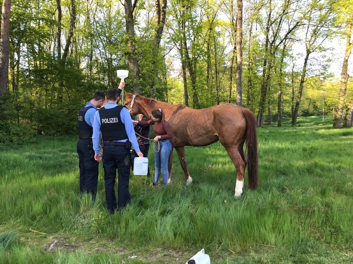 POL-DA: Rüsselsheim: Pferd stürzt im Anhänger/Autobahnpolizisten als Freund und Helfer