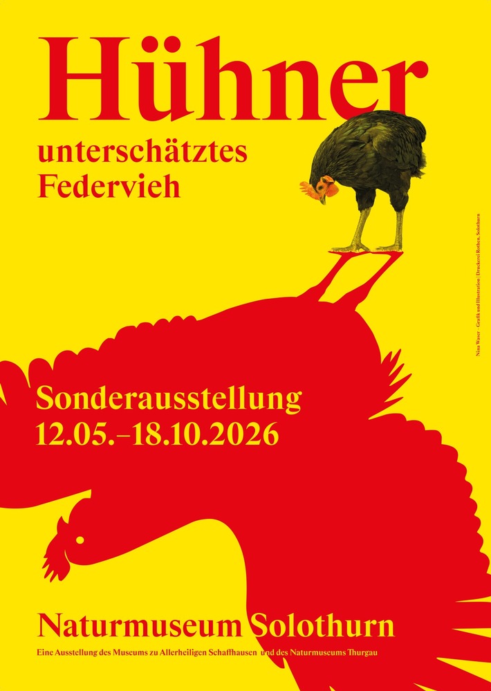 Neue Sonderausstellung «Hühner – unterschätztes Federvieh» im Naturmuseum SO