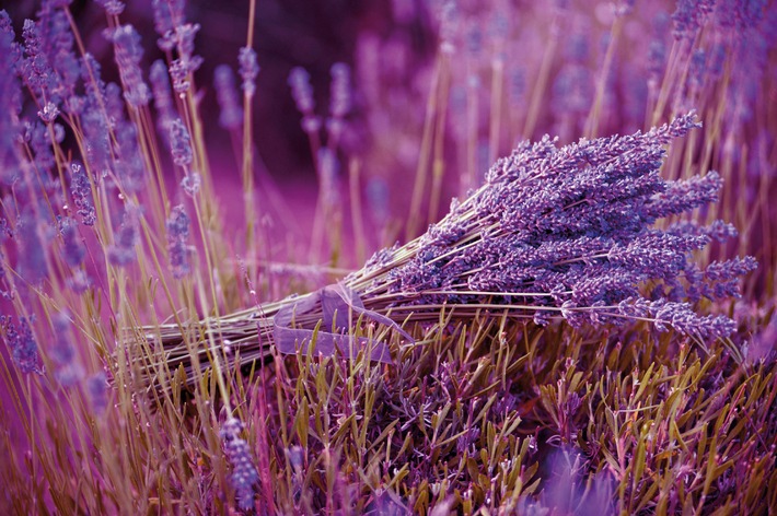 Für einen dichten Wuchs benötigt der Lavendel den richtigen Schnitt /
Das Flair Südfrankreichs: Lavendel im heimischen Garten
