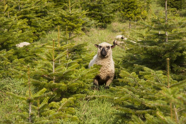 Bioweihnachtsbäume: eine nachhaltige Alternative