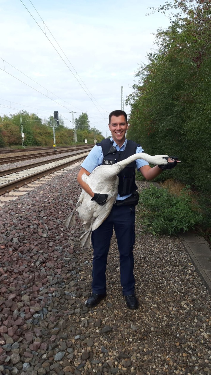 BPOL NRW: Bundespolizei bringt Schwan in Sicherheit