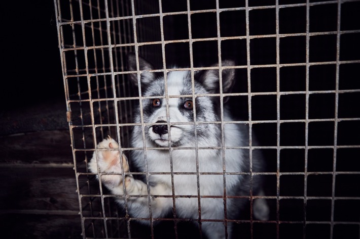 Meilenstein: Polen beschliesst Verbot von Pelzfarmen
