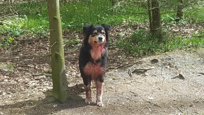 POL-SE: Tangstedt: Immer wieder Ärger mit unangeleinten Hunden im Wald rund um Tangstedt/Stormarn