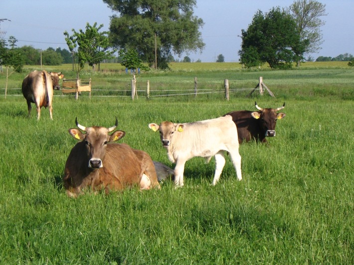 Presseinformation: Forschungsinstitut KWALIS bestätigt - Kühe mit Hörnern geben eine hochwertigere Milch als enthornte Kühe