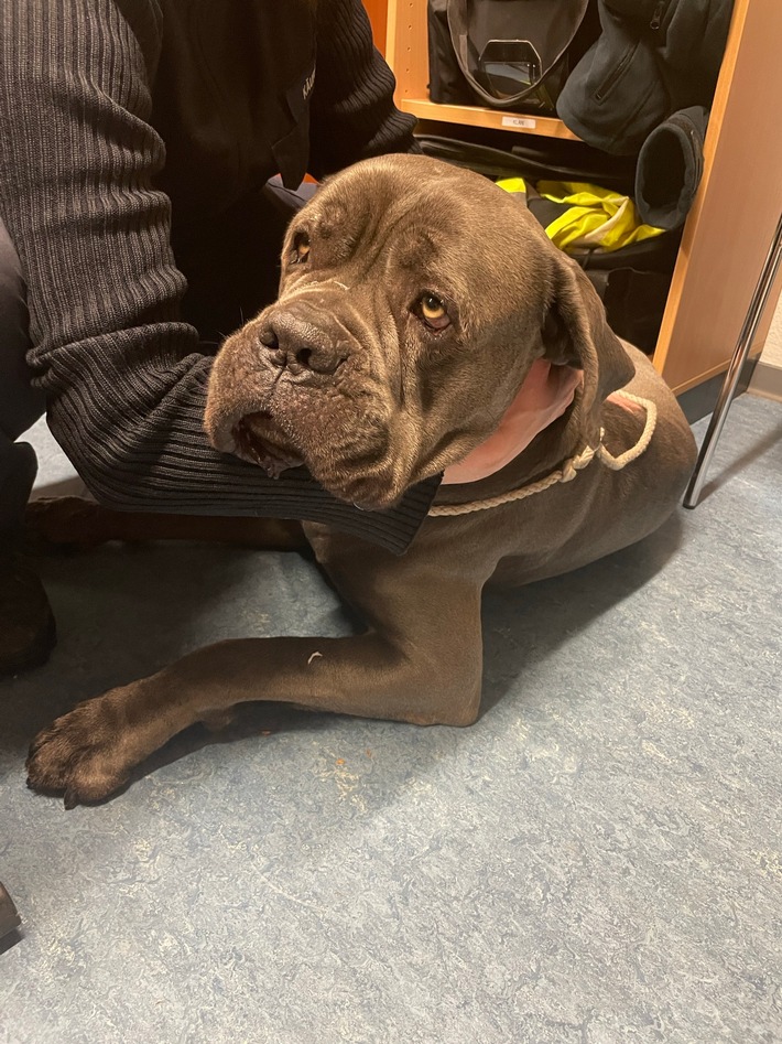 POL-PASTKL: Hund auf eisiger Autobahn gerettet