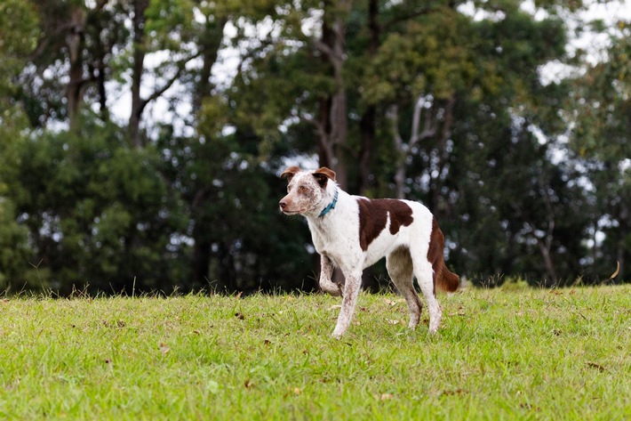 Australien bekommt neuen Spürhund zur Rettung von Koalas