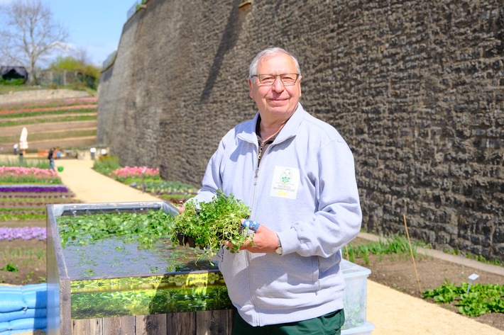 Superfood mit Erfurter Historie / Brunnenkresse ist eine besondere Pflanze, die in Erfurt auch heute noch für Begeisterung bei den Fans des würzigen Krautes sorgt