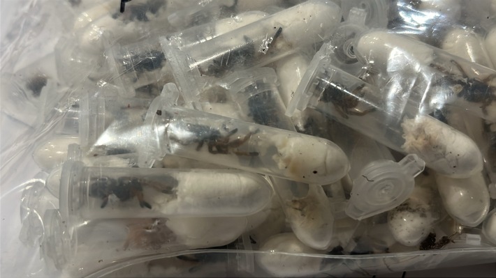 HZA-K: Kölner Zoll findet rund 1.500 Vogelspinnen versteckt in Keksverpackungen / Schmuggelpaket aus Vietnam war auf dem Weg ins Sauerland