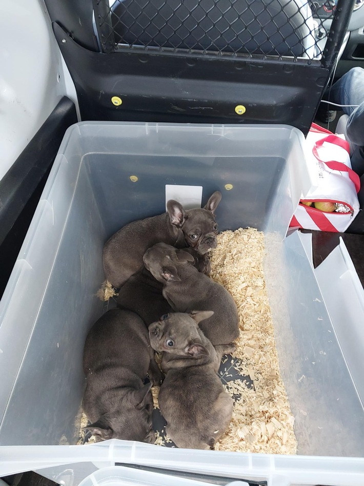 BPOLI LUD: Bundespolizei stoppt Transporter mit 13 Hunden an der Grenze