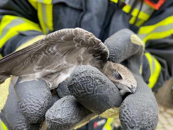 FW-OG: Mauersegler hängt hilflos aus seinem Nest - Zeugen reagieren goldrichtig