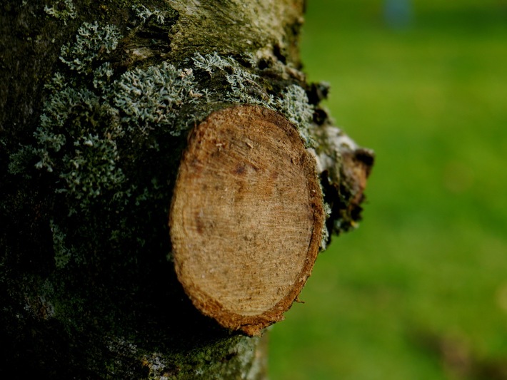 Wichtige Faktoren bei der Baumbeschneidung
