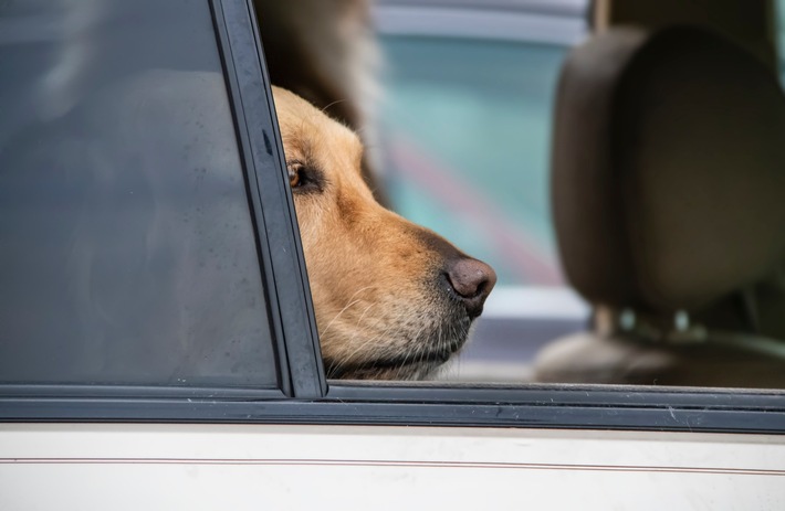 Hitzefalle: Hunde im Sommer nicht allein im Auto lassen!