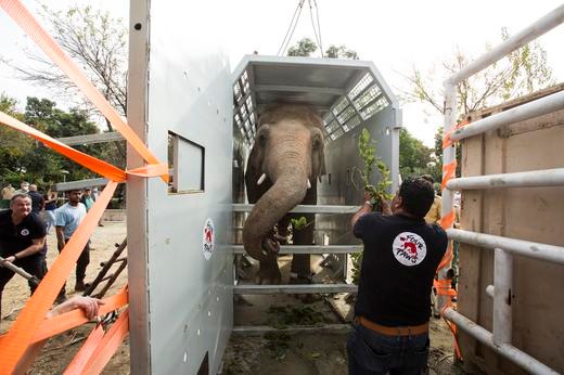 Du plus solitaire au plus chanceux : l&#039;éléphant Kaavan s&#039;envole pour le Cambodge