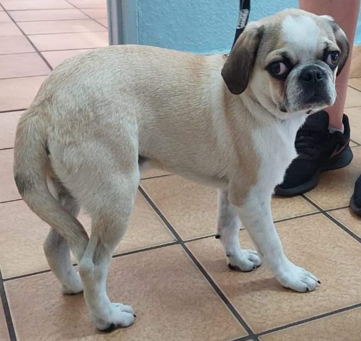 POL-PDNW: Hund vor Tierarztpraxis abgestellt - Zeugensuche