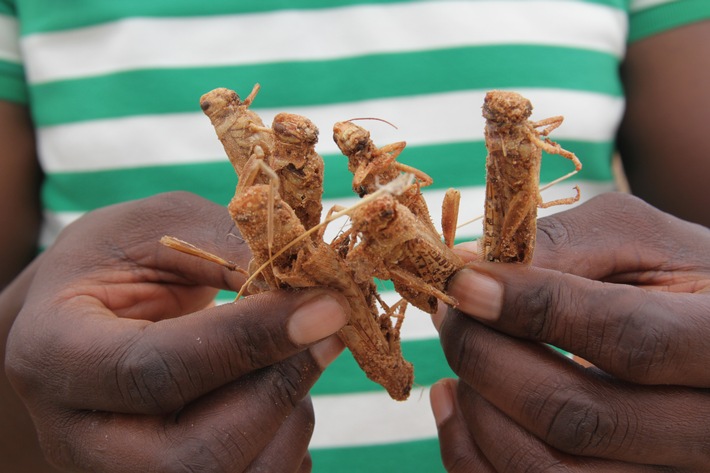 Corona und Heuschreckenplage: Was die eine Katastrophe eindämmt, verschlimmert die andere/Bündnisorganisationen von &quot;Aktion Deutschland Hilft&quot; fordern Anpassung der Corona-Beschränkungen in Afrika