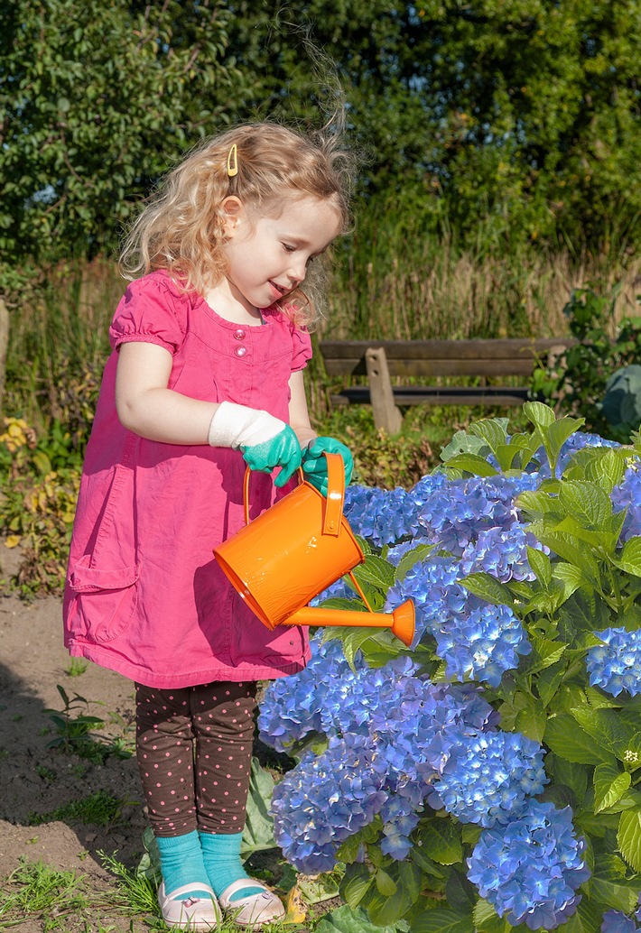 abrazo: Biologische Tipps für Blaublütenpracht Hortensie