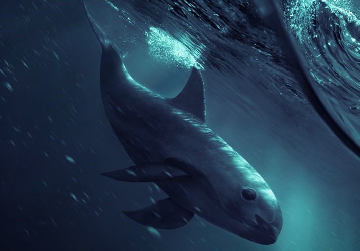 Der bedrohteste Wal unserer Erde: National Geographic präsentiert den preisgekrönten Dokumentarfilm &quot;Sea of Shadows&quot; am 2. Mai