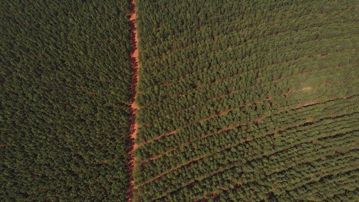 Aerial view Pine Plantations.jpg