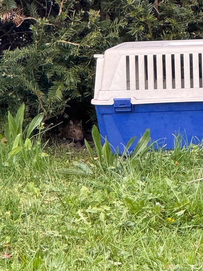 POL-GI: Gießen: Flüchtiges Degu "gefasst"