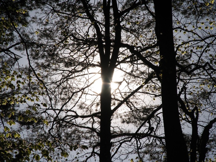 Holzenergie gewinnt dank der CO2-Abgabe