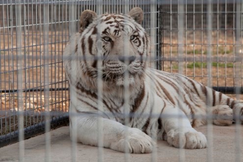 Zum Welt-Tiger-Tag am 29.7.: die traurige Wahrheit über weiße Tiger