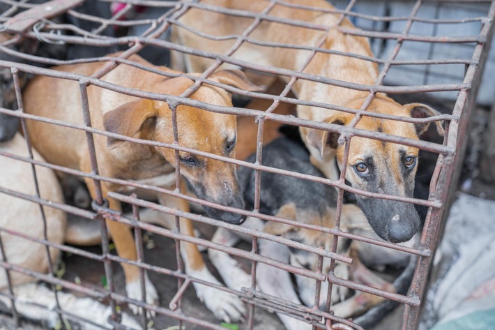 Ibu kota Indonesia, Jakarta, melarang perdagangan daging anjing dan kucing