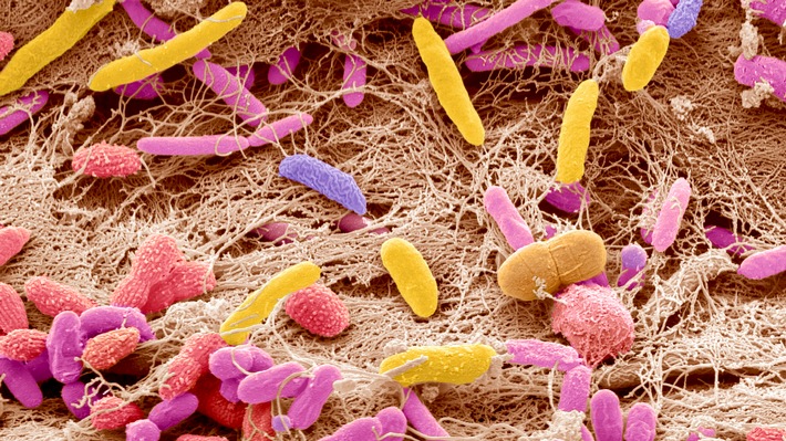 Mikrobiomanalyse: Bringt das was? / Seitdem die Forschung den Darm unter die Lupe nimmt, liegen Angebote für Bakterienuntersuchungen im Trend