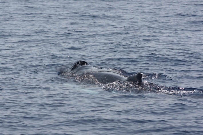 Gestrandeter Buckelwal in der Ostsee: Warum der bestehende Schutz für Meeressäuger oft nicht ausreicht