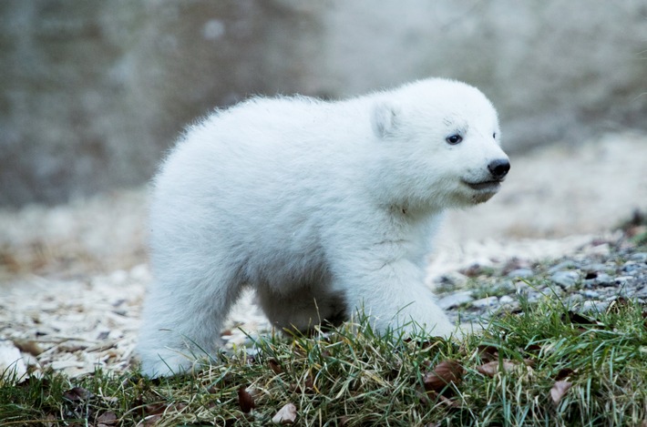 Knappes Rennen! Namenssuche für das Münchner Eisbärenbaby geht in die zweite Halbzeit