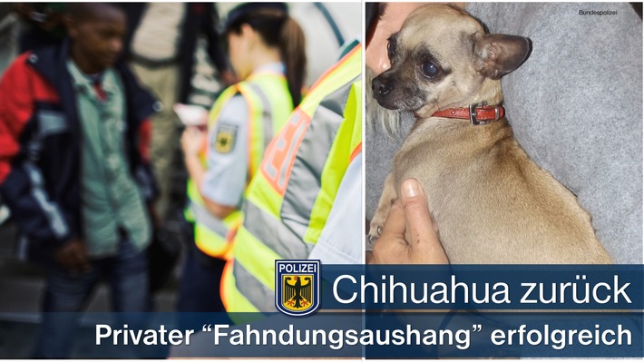 Bundespolizeidirektion München: Chihuahua widerrechtlich angeeignet: Bundespolizist erkannte &quot;Mexikaner&quot; nach privatem &quot;Fahndungsaushang&quot; im Ostbahnhof wieder
