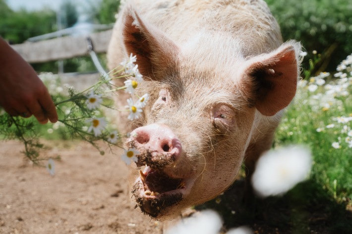 Bundesweite Förderung: ANINOVA-Stiftung unterstützt Lebenshöfe in ganz Deutschland