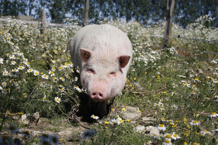 PM - Tierschutzzentrum Weidefeld für Besucher wieder geöffnet