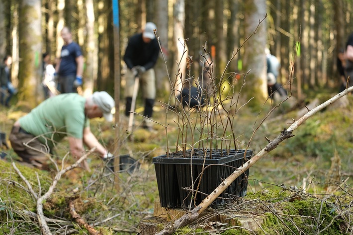 130 Freiwillige pflanzen mit dem Bergwaldprojekt e.V. standortheimische Rotbuchen im Forstenrieder Park bei München