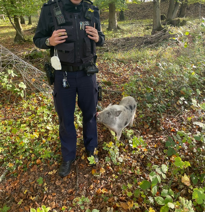 POL-ST: Lengerich, Zwergschwein auf Wanderparkplatz entdeckt