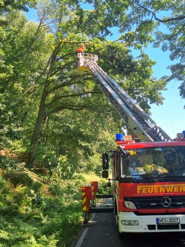 FW Sonsbeck: Baum auf Fahrbahn in Labbeck
