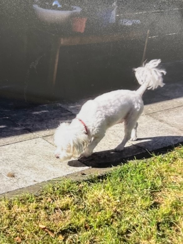 POL-BOR: Legden - Nachtragsmeldung: Hund weiterhin vermisst