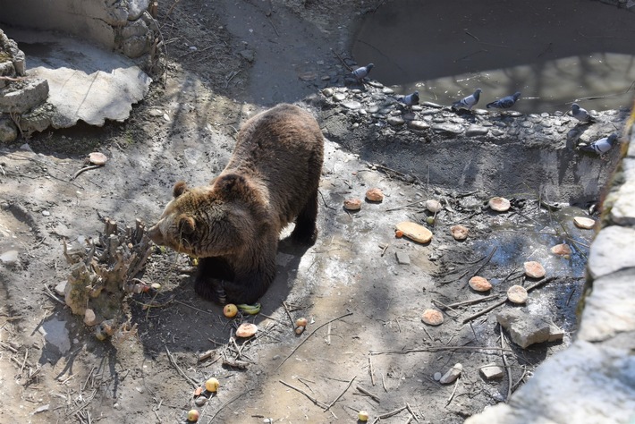 Die Bären Sam und Jamila treffen am 20. Mai 2022 im Arosa Bärenland ein
