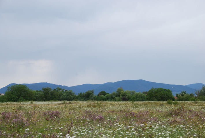 DBU: Schutz von Orchideen und wildem Majoran am Ebenberg forcieren